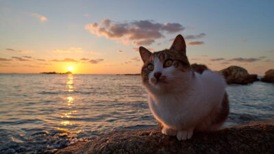 HD wallpaper cats cat sunset pet
