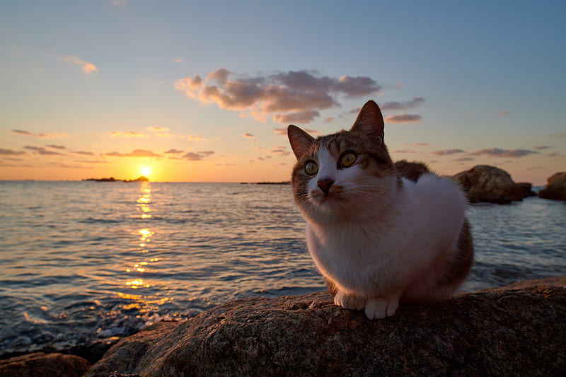 HD wallpaper cats cat sunset pet