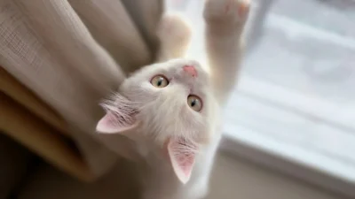cat 8062388 1280