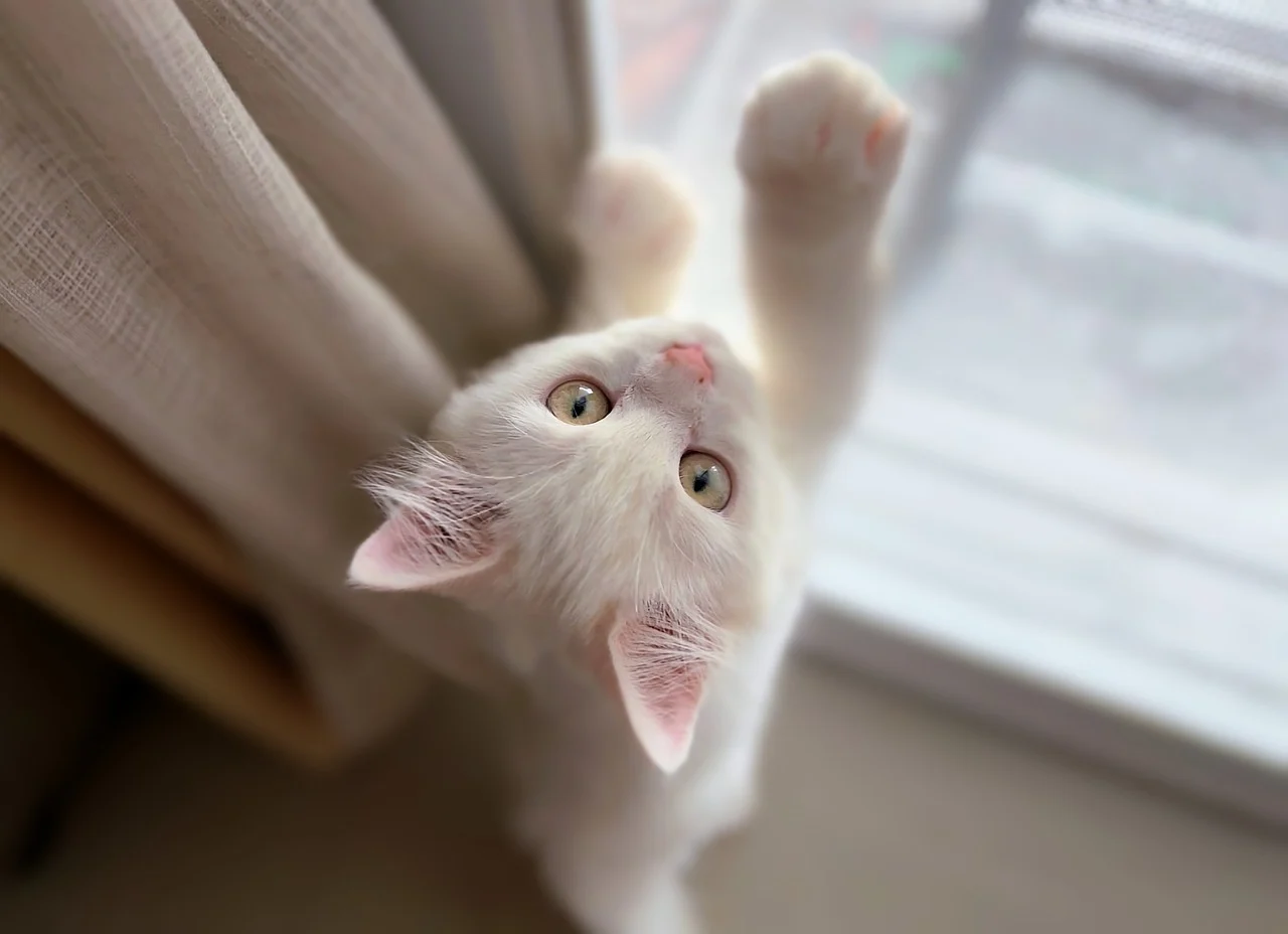 cat 8062388 1280